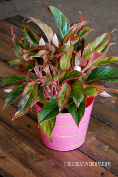 decorated plant pot